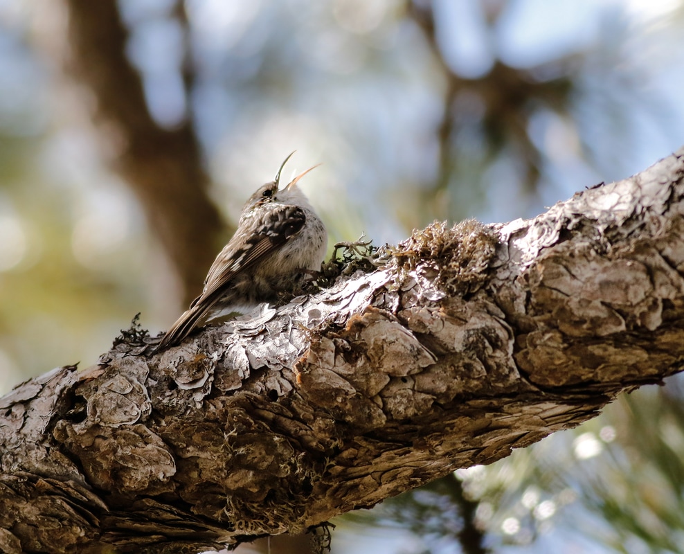 Dorothy's SHort-toed Treecreeper Cyprus Birding Birdwatching tours ecotours birdlife wildlife