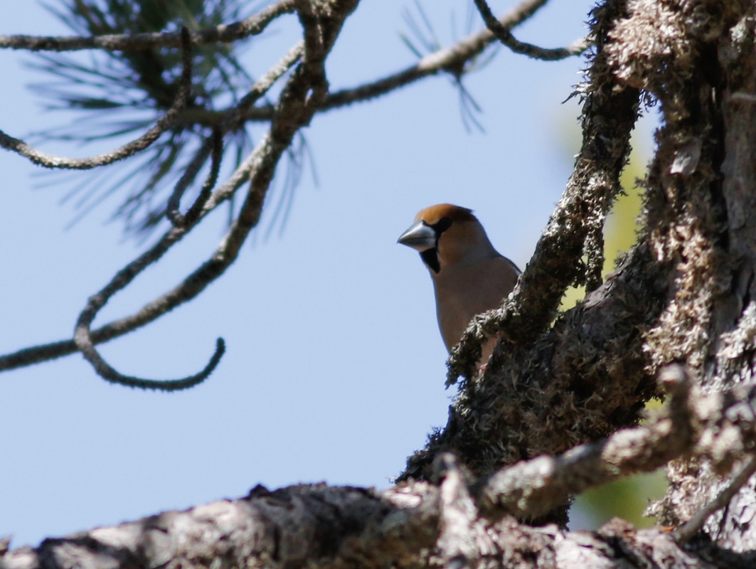 Hawfinch Cyprus Birding Birdwatching tours ecotours birdlife wildlife