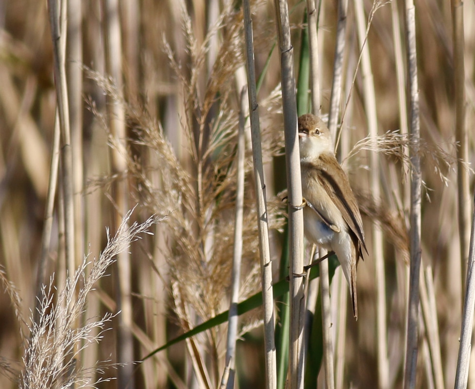 Eurasian Reed Warbler Cyprus Birding Birdwatching tours ecotours birdlife wildlife