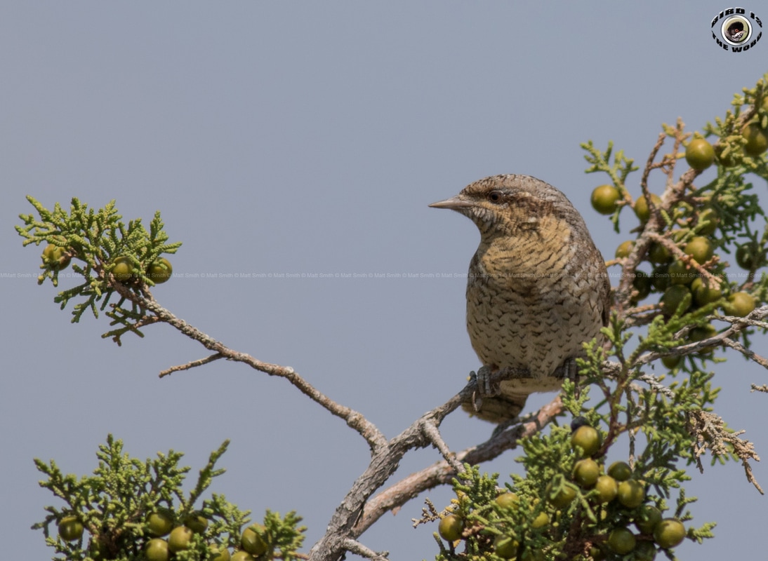 Wryneck Cyprus Birding Birdwatching tours ecotours birdlife wildlife