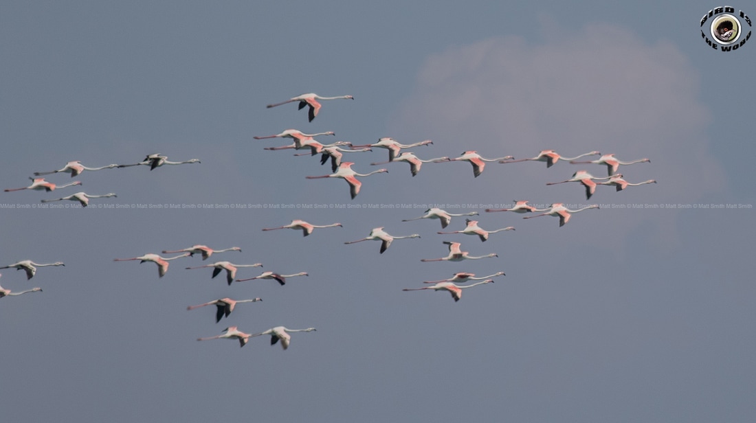 Greater Flamingo Cyprus Birding Birdwatching tours ecotours birdlife wildlife
