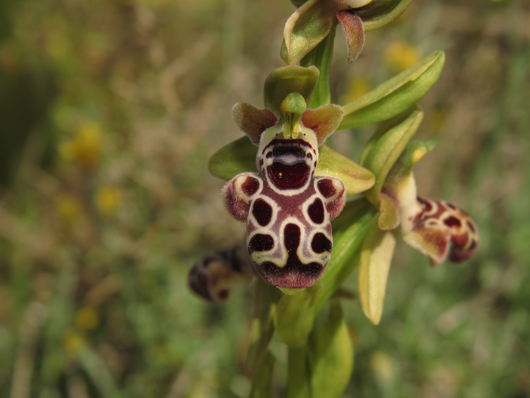 Ophrys Kotschyi Endemic Orchid Cyprus Birding Birdwatching tours ecotours birdlife wildlife