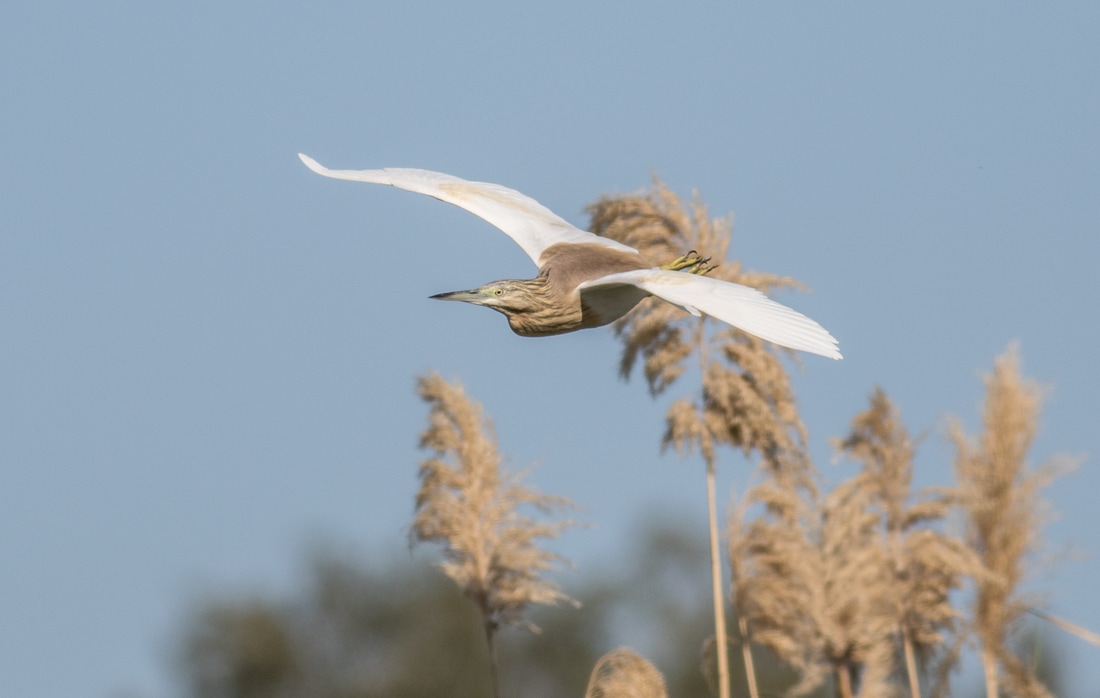 Squacco Heron Cyprus Birding Birdwatching tours ecotours birdlife wildlife