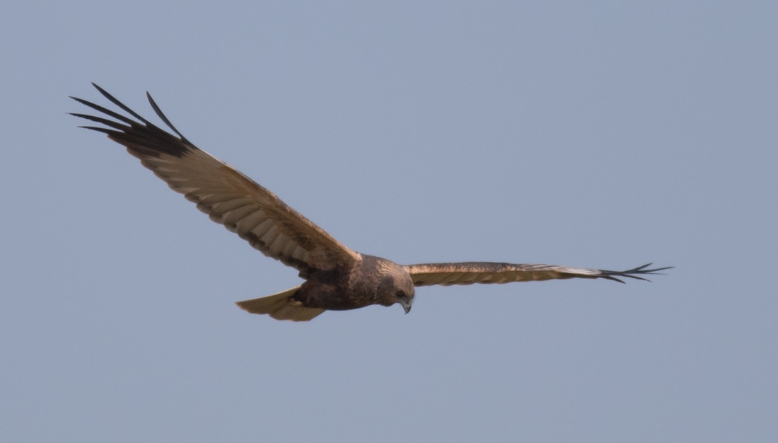 Western Marsh Harrier Cyprus Birding Birdwatching tours ecotours birdlife wildlife