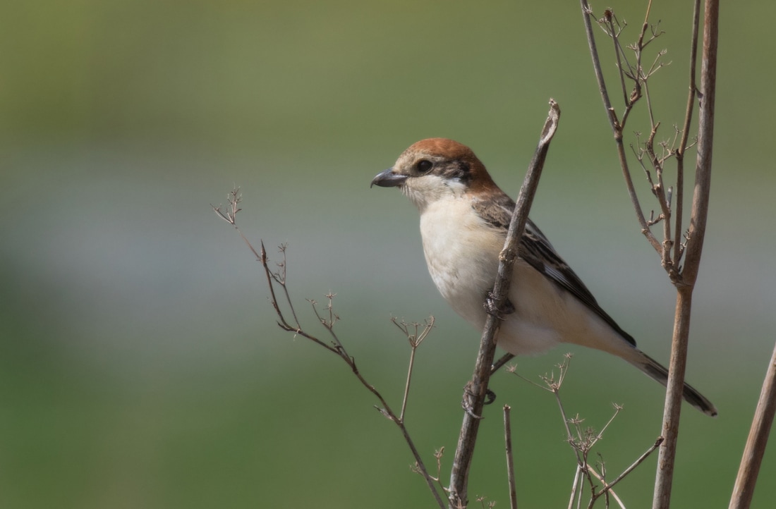 Woodchat Shrike Cyprus Birding Birdwatching tours ecotours birdlife wildlife